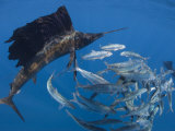Sailfish hunt sardines using their bills and sails to corner the fish Photographic Print by Paul Nicklen
