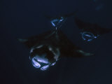Manta rays gliding in the current Photographic Print by Jennifer Hayes