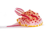 A toxic Mexichromis mariei nudibranch Fotografie-Druck von David Doubilet