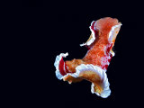 A toxic Hexabranchus sanguineus nudibranch Photographic Print by David Doubilet
