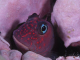 A combtooth blenny, only a few inches long, hides from predators Photographic Print by Brian J. Skerry