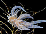 A toxic Phyllodesmium iriomotense nudibranch feeding on coral Photographic Print by Jennifer Hayes