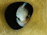 Wary of being eaten, a fang blenny feels safe in its coral hideout Photographic Print by Brian J. Skerry