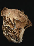 The right hind limb of a ceratosaur is easily seen in this fossil Photographic Print by Ira Block