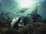 Australian sea lions swim in the waters of the Great Australian Bight Valokuvavedos tekijänä David Doubilet