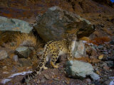 A remote camera captures an endangered snow leopard Photographic Print by Steve Winter