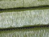 Newly planted rice fields on the road to Tome Photographic Print by Michael S. Yamashita