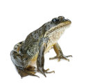 A Columbia spotted frog Photographic Print by Joel Sartore
