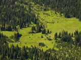 Looking down on mountain meadow from Rowe Lakes Trail Photographic Print by Michael Melford