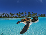 Baby green sea turtle swimming in a tropical paradise Fotoprint van David Doubilet Baby green sea turtle swimming in a tropical paradise Fotoprint van David Doubilet