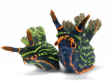 David Doubilet - A pair of toxic Nembrotha kubaryana nudibranchs - Fotografik Baskı David Doubilet - A pair of toxic Nembrotha kubaryana nudibranchs - Fotografik Baskı