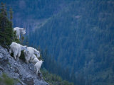Mountain goats, adult and juvenile, on a mountain side Photographic Print by Michael Melford