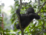 A small sapling is Kusu's watchtower in the Congo jungle Lámina fotográfica por Ian Nichols A small sapling is Kusu's watchtower in the Congo jungle Lámina fotográfica por Ian Nichols