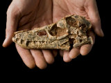 Skull of Junggarsuchus sloani, a primitive land-dwelling crocodilian Photographic Print by Ira Block