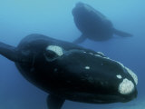 Pair of southern right whales in the Auckland Islands Marine Reserve Photographic Print by Brian J. Skerry