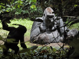 A young ape plays at the edge of a swamp Lámina fotográfica por Ian Nichols A young ape plays at the edge of a swamp Lámina fotográfica por Ian Nichols