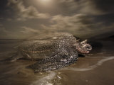 A leatherback turtle nesting on Matura Beach Lámina fotográfica por Brian J. Skerry