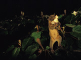 A kinkajou drinks deeply of balsa blossom nectar Photographic Print by Mattias Klum