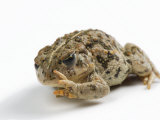 An endangered Amargosa toad Photographic Print by Joel Sartore
