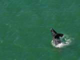 A right whale calf breaches off Atlantic coast of Florida Photographic Print by Brian J. Skerry