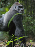 A gorilla knuckle-walks on arms as thick as tree limbs Photographic Print by Ian Nichols