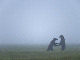 In the morning mist, two brown bears tussle and spar Photographic Print by Michael Melford