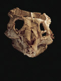 Skull of a Yinlong downsi, the earliest known ceratopsian dinosaur Photographic Print by Ira Block