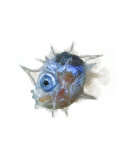 The larva of the slender mola is pea-size and big-eyed Photographic Print by David Liittschwager