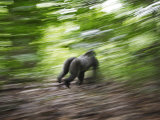 A noisy charge through the jungle may be to intimidate nearby rivals Lámina fotográfica por Ian Nichols A noisy charge through the jungle may be to intimidate nearby rivals Lámina fotográfica por Ian Nichols