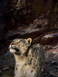 Low-light vision allows snow leopards to hunt in near total darkness Photographie par Steve Winter
