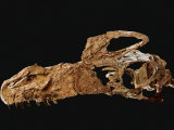 Skull of an adult Guanlong wucaii, the earliest known tyrannosaur Photographic Print by Ira Block