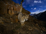 A snow leopard signals its presence by urinating beside his trail Photographic Print by Steve Winter