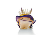 A toxic chromodoris species of nudibranch Valokuvavedos tekijänä David Doubilet