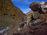 A snow leopard signals its presence by rubbing its scent on a rock Photographic Print by Steve Winter