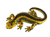 A common fire salamander Photographic Print by Joel Sartore