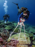 An ecologist deploys a photoquadrat frame above lobe coral Photographic Print by Brian J. Skerry