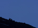 Silhouette of an endangered snow leopard on ridge Photographic Print by Steve Winter