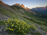 Wildflowers along Garden Wall trail from Logan Pass Photographic Print by Michael Melford