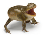 A Budgett's frog Photographic Print by Joel Sartore