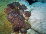 Crown-of-thorns sea stars hungrily advance across a lobe coral Photographic Print by Brian J. Skerry