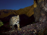 A remote camera captures an endangered snow leopard Photographic Print by Steve Winter