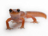 An Ensantina salamander Photographie par Joel Sartore