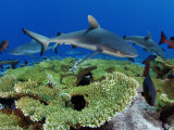 Gray reef sharks and red snappers hover above a patch of table coral Photographic Print by Brian J. Skerry