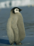 An Emperor Penguin Chick Sports a Fluffy Coat of Downy Feathers Photographie par Maria Stenzel