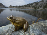 A mountain yellow legged frog treated with an anitfungal agent Photographic Print by Joel Sartore