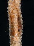 A pair of whip coral goby fish Photographic Print by Jennifer Hayes