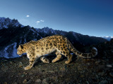 A snow leopard traverses a rocky slope Fotografisk tryk af Steve Winter A snow leopard traverses a rocky slope Fotografisk tryk af Steve Winter