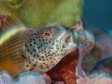 A blackside hawkfish lurks amid coral Photographic Print by Brian J. Skerry