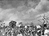 Cotton Picking Machine Doing the Work of 25 Field Hands on Large Farm in the South Lámina fotográfica por Margaret Bourke-White Cotton Picking Machine Doing the Work of 25 Field Hands on Large Farm in the South Lámina fotográfica por Margaret Bourke-White