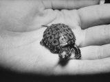 Pet Turtle Fotografiskt tryck på högkvalitetspapper av Ralph Morse Pet Turtle Fotografiskt tryck på högkvalitetspapper av Ralph Morse